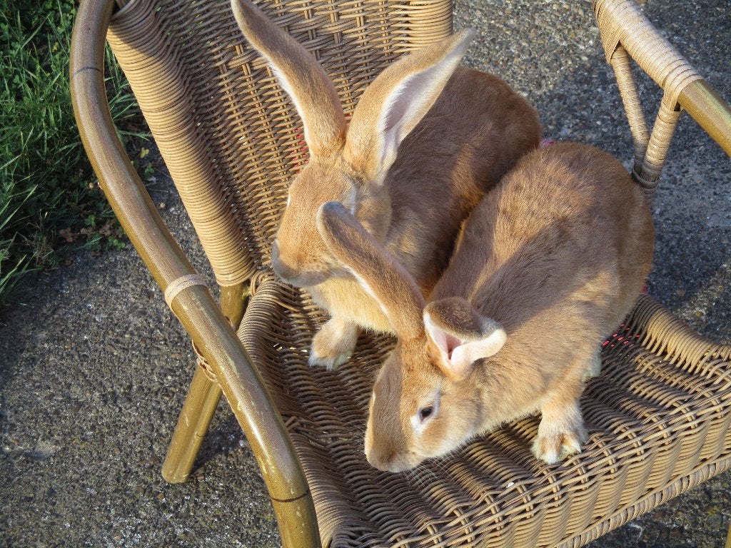 geel vlaamse reus, Mâle, Grand, 0 à 2 ans