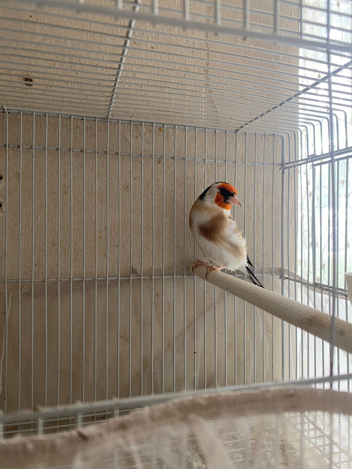 Chardonneret major baguée A.O.B 2025, Animaux & Accessoires, Oiseaux | Oiseaux Autre, Mâle