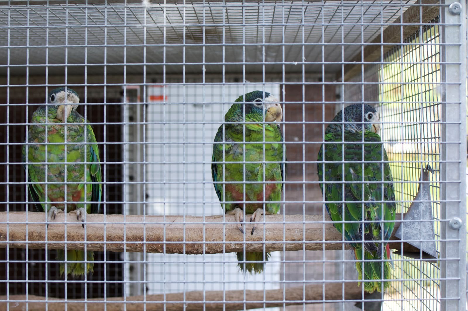 2-1 ventralis amazone 2025/2026 te koop, Bagué