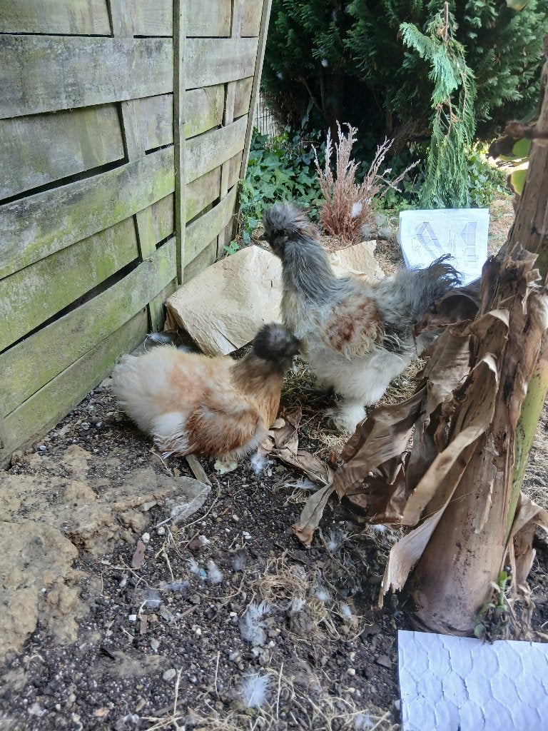Zijdehoen, haan en hen te koop, Plusieurs animaux, Domestique