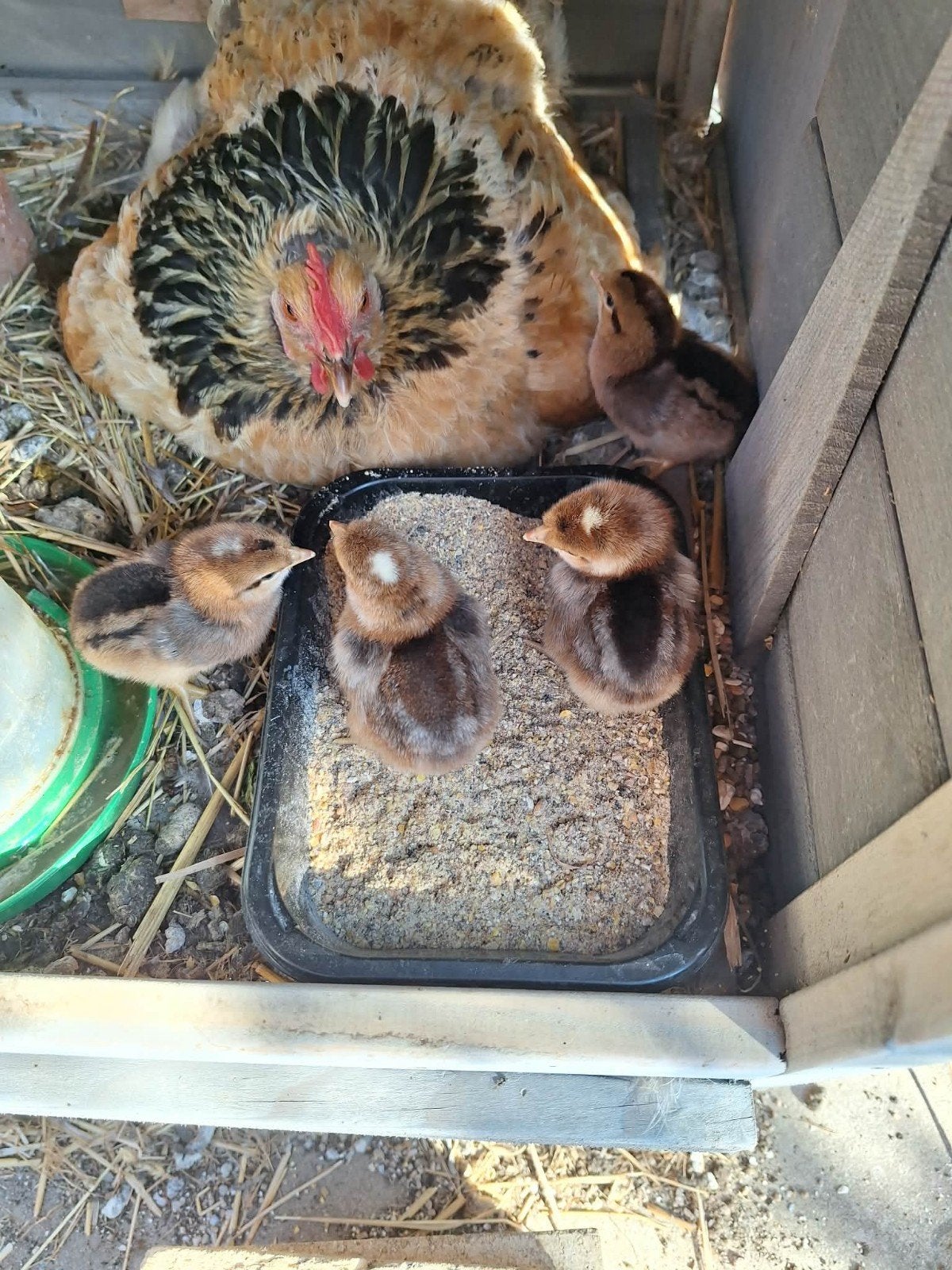 cream legbar haantjes, Dieren en Toebehoren, Pluimvee