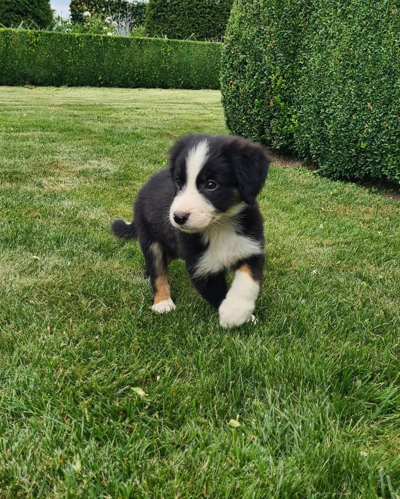 chiots border collie, 15 semaines à 1 an, Chien (mâle), Maladie de Carré (chiens), Belgique