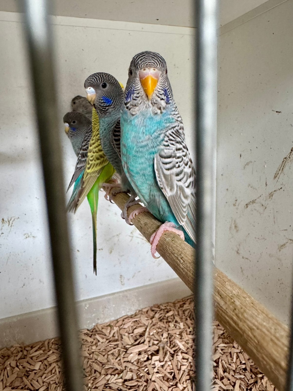 Grasparkieten bf dun fallow split bw 2026, Dieren en Toebehoren