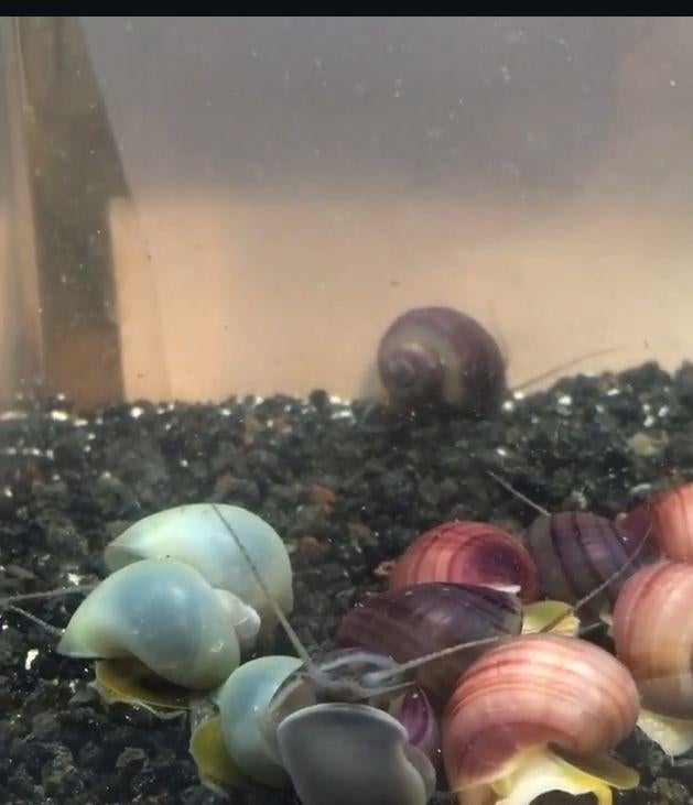 Appelslakken & verzending, Dieren en Toebehoren, Slak of Weekdier, Zoetwatervis, Schoolvis