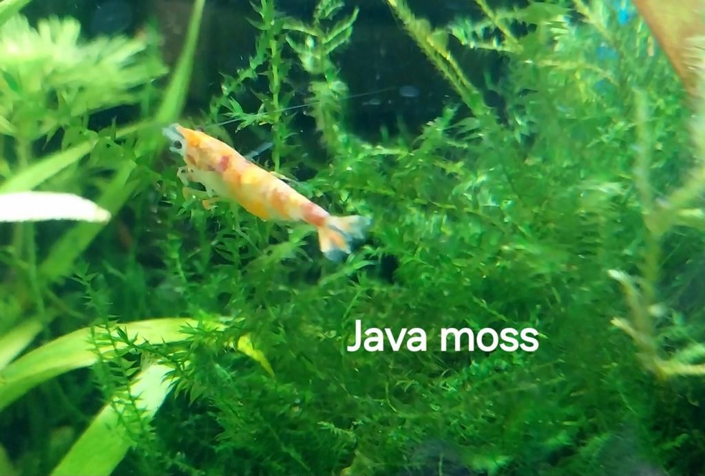 Javamos. Aquariumplant. Oudenburg, Ophalen of Verzenden