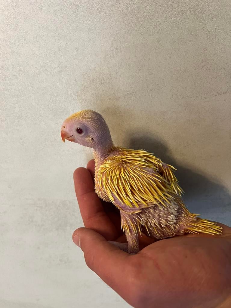 disponible perruche à collier lutino, Dieren en Toebehoren, Parkiet