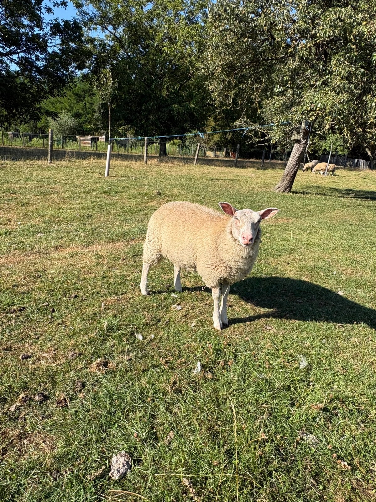 Ooi lam, Femelle, Mouton, 0 à 2 ans