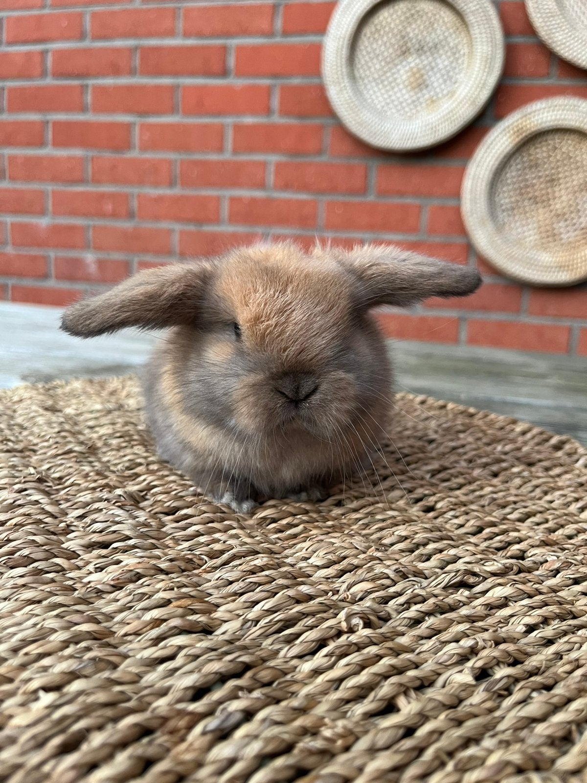 Minilop x nhd rammetje, Mâle, Petit, Oreilles tombantes, 0 à 2 ans