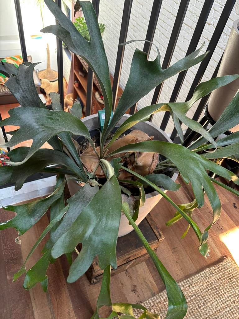 3 hertshoornvarens, Jardin & Terrasse, Plantes | Jardin, Ne fleurit pas, Plante fixe, Mi-ombre, Fougères