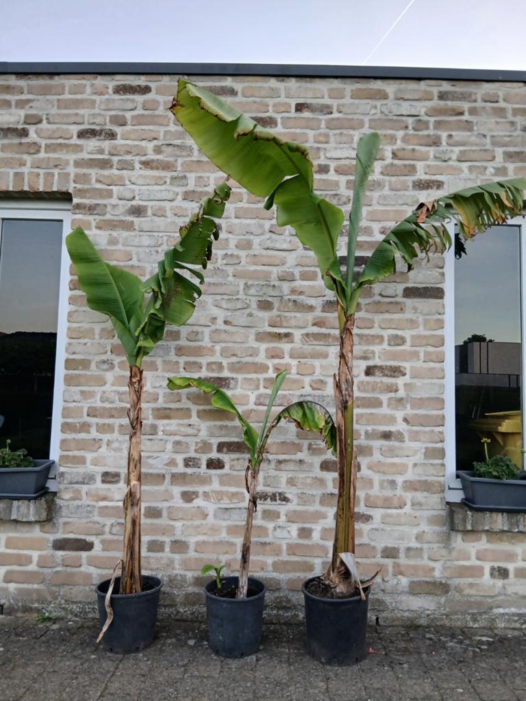 Musa basjoo bananenplanten, Tuin en Terras, Ophalen