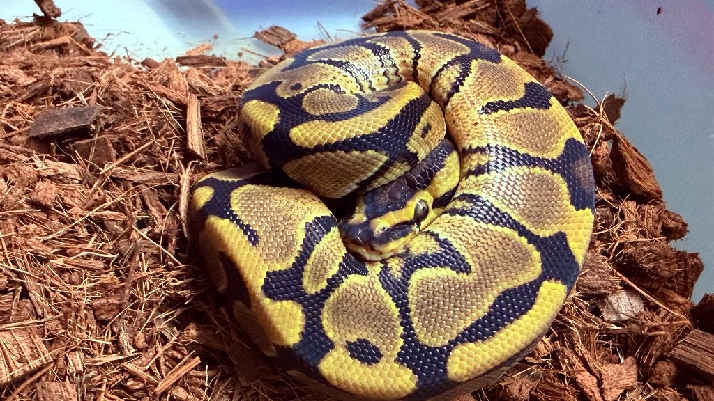 Verschillende ball pythons te koop Ball Python photo 8