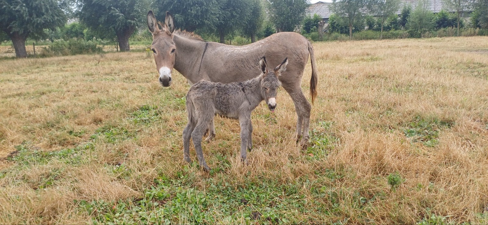 ezelmerrietje, kruisezel, Animaux & Accessoires, Juin, Femelle