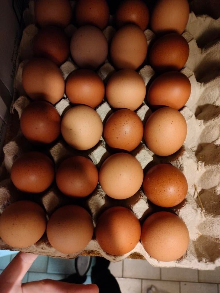 Eieren te koop Wetteren ten ede, Enlèvement