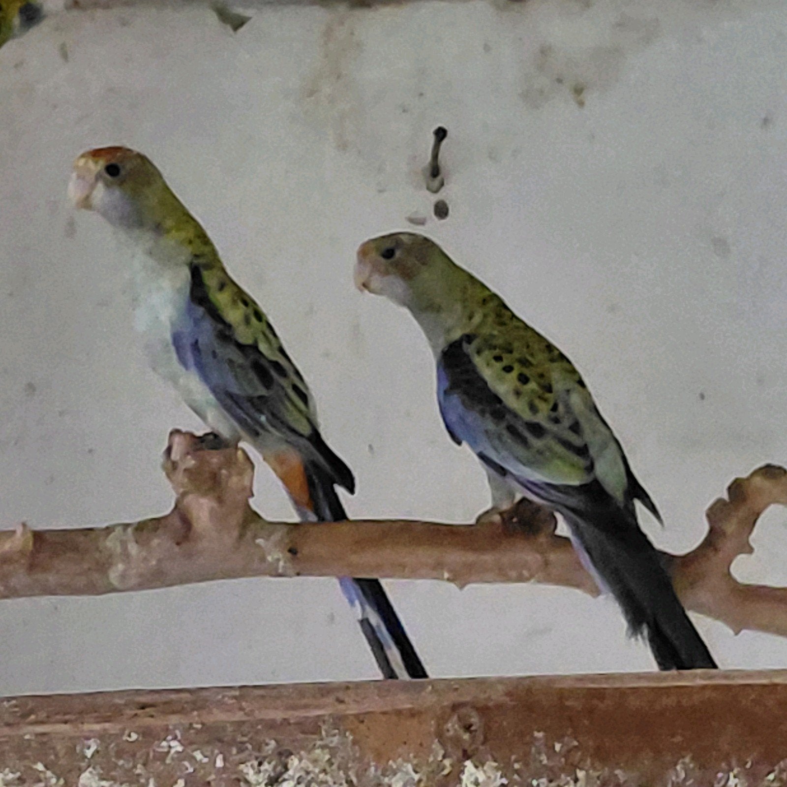 bleekkop rosella, Dieren en Toebehoren