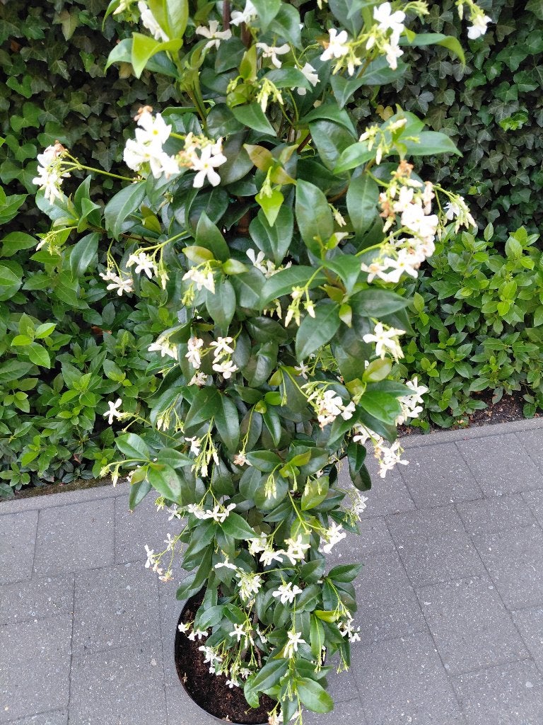Toscaanse Jasmijn, Tuin en Terras, Ophalen, Volle zon