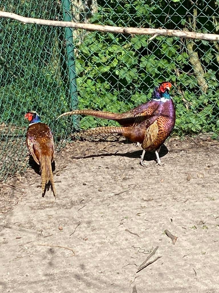 Bos fazant hanen, Dieren en Toebehoren