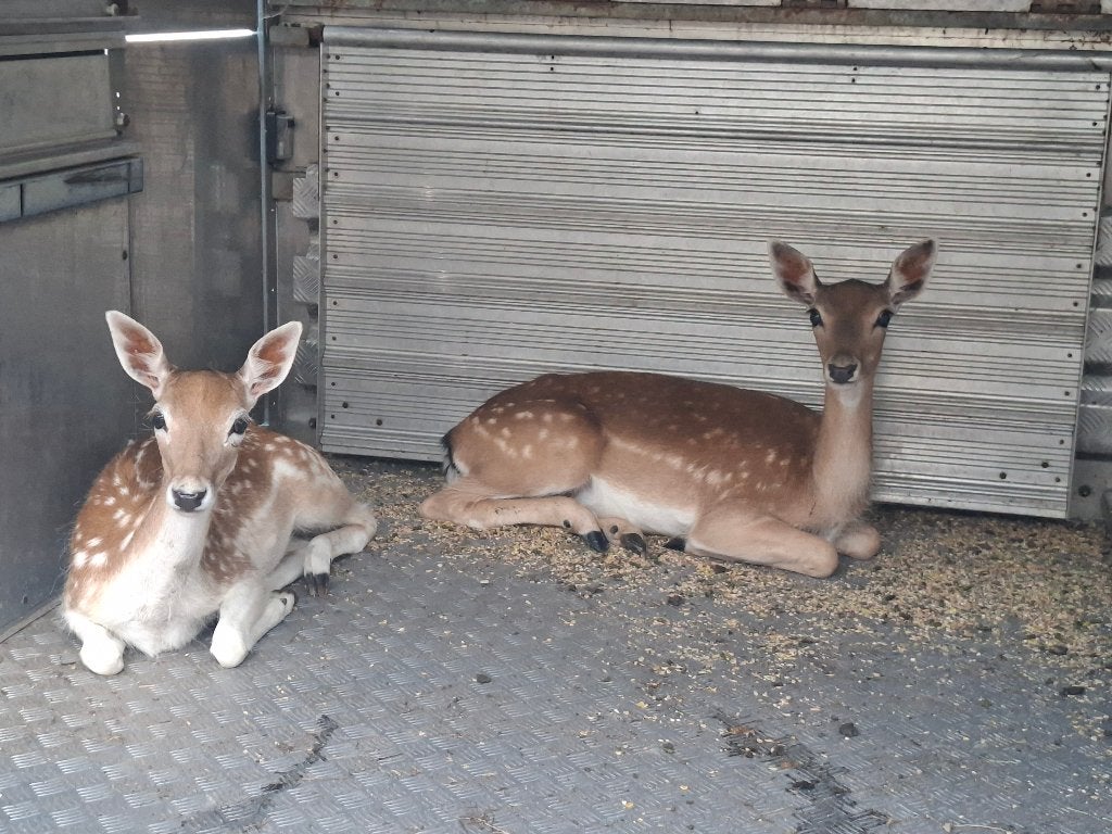 Damherten, Dieren en Toebehoren, Schapen, Geiten en Varkens, Vrouwelijk, Schaap, 0 tot 2 jaar