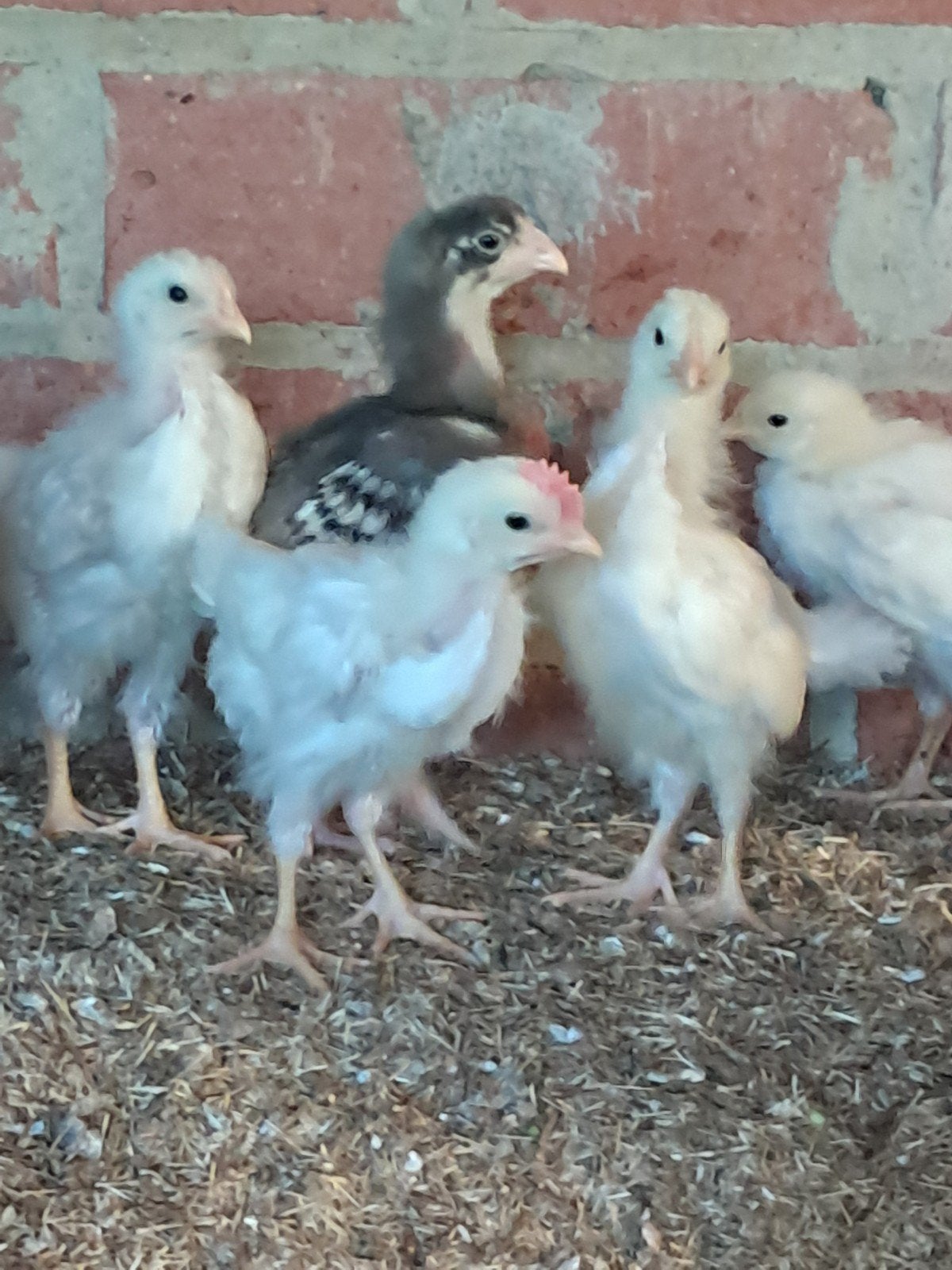 Witte leghorn haantjes, Dieren en Toebehoren, Pluimvee, Mannelijk, Kip