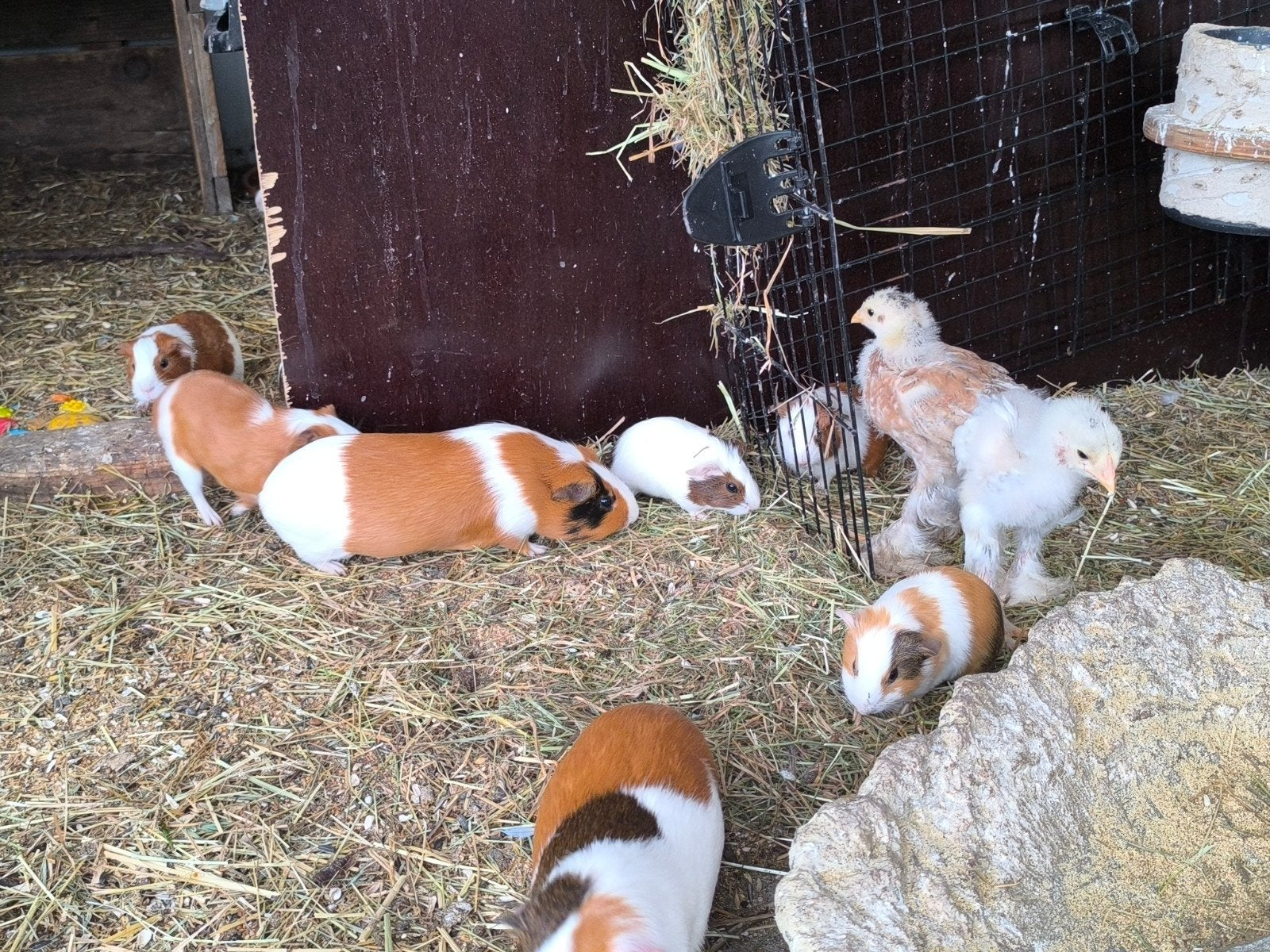 7 jonge cavia's, Dieren en Toebehoren, Knaagdieren, Mei, Cavia