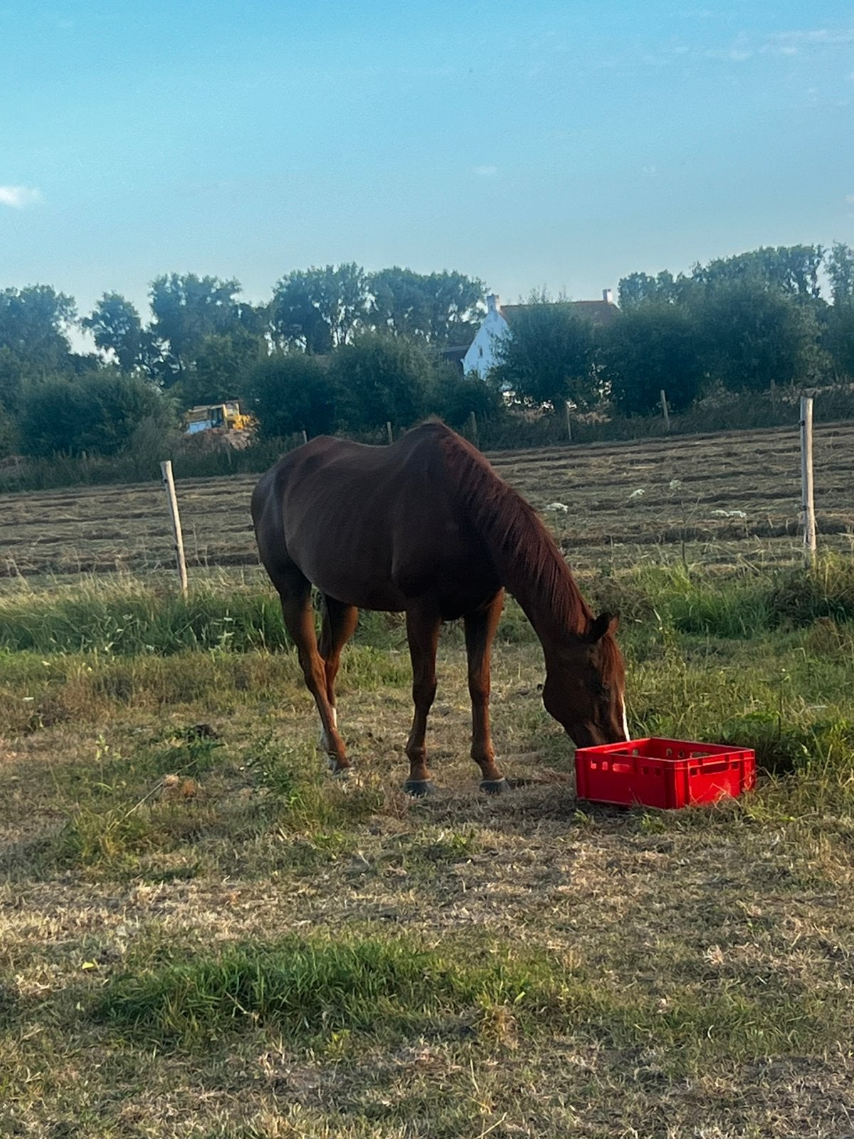 Te koop, Dieren en Toebehoren