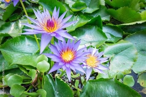 Tropische waterlelie, Tuin en Terras, Vijvers, Ophalen of Verzenden