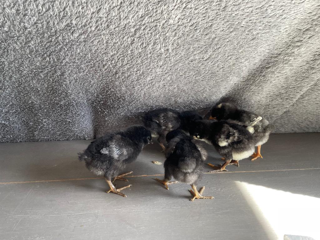 Broedeieren/kuikentjes blauwlegger, Dieren en Toebehoren, Pluimvee, Kip, Geslacht onbekend