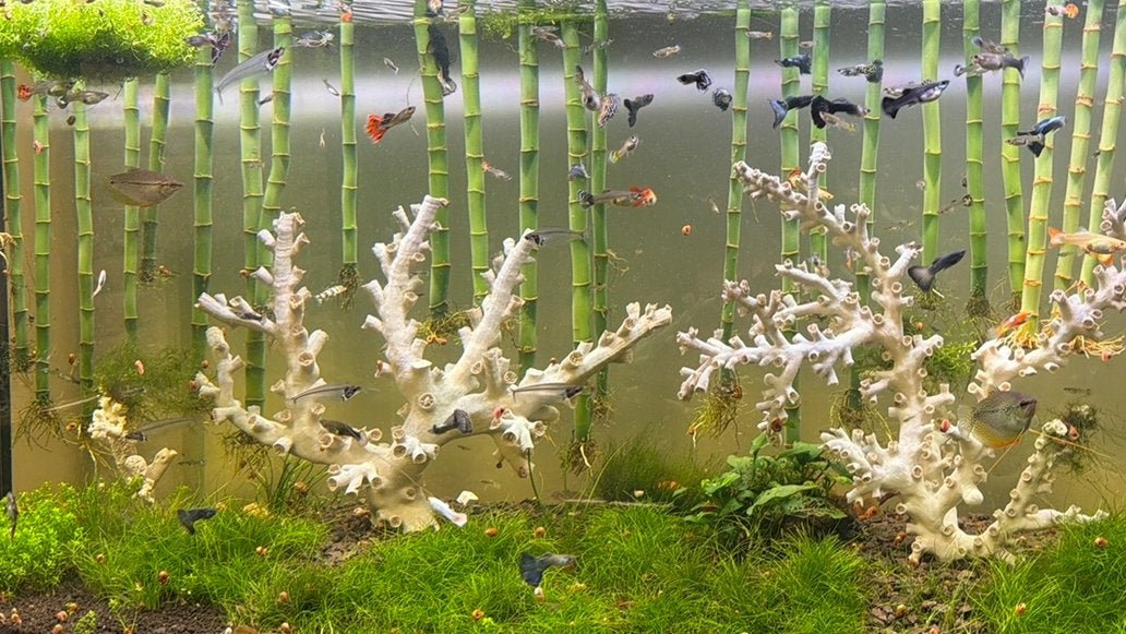 Bébés Guppy, Enlèvement