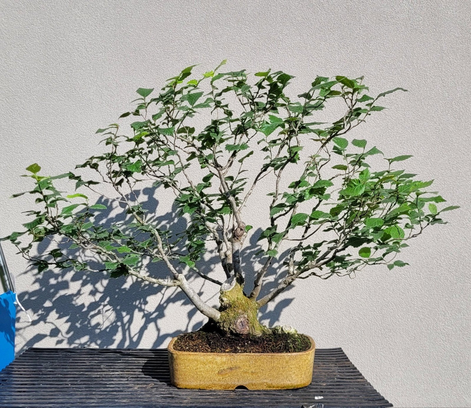 Engelse veldiep bonsai, Tuin en Terras, Ophalen