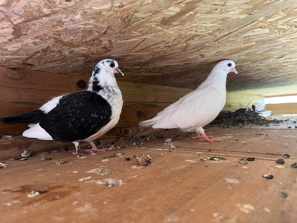 Jeune colombes de cette année a vendre 10pièces, Animaux & Accessoires, Enlèvement