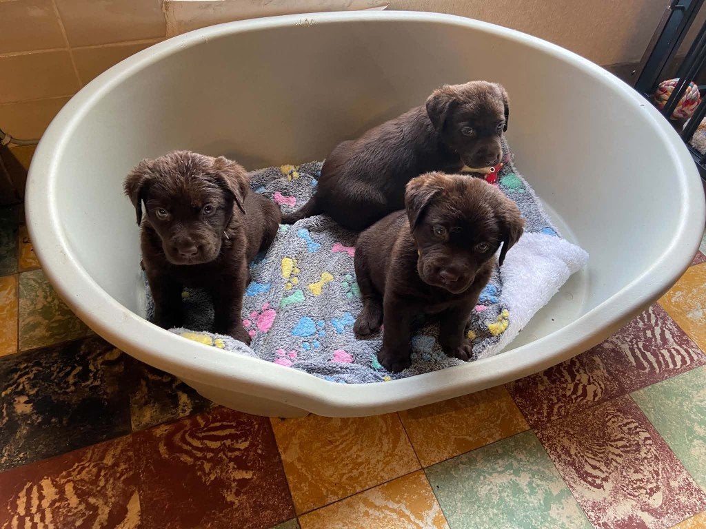 mooie chocolade bruine labradors, Maladie de Carré (chiens), 8 à 15 semaines, Labrador retriever, Plusieurs