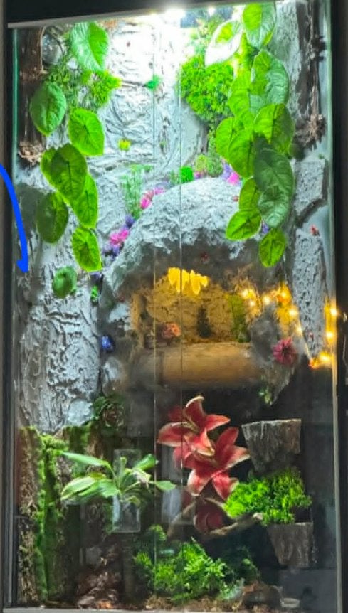 Custom Terrarium met Crested Gecko Kweekgroep, Autres espèces, Domestique, 0 à 2 ans