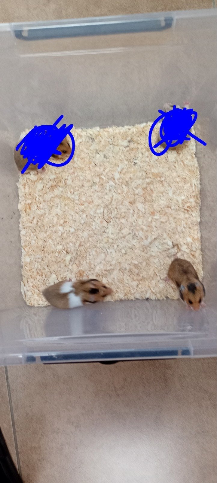 goudhamster 2mannen  en 2 vrouwtjes 5€ stuks 5 weken oud, Dieren en Toebehoren, Augustus, Meerdere dieren, Hamster
