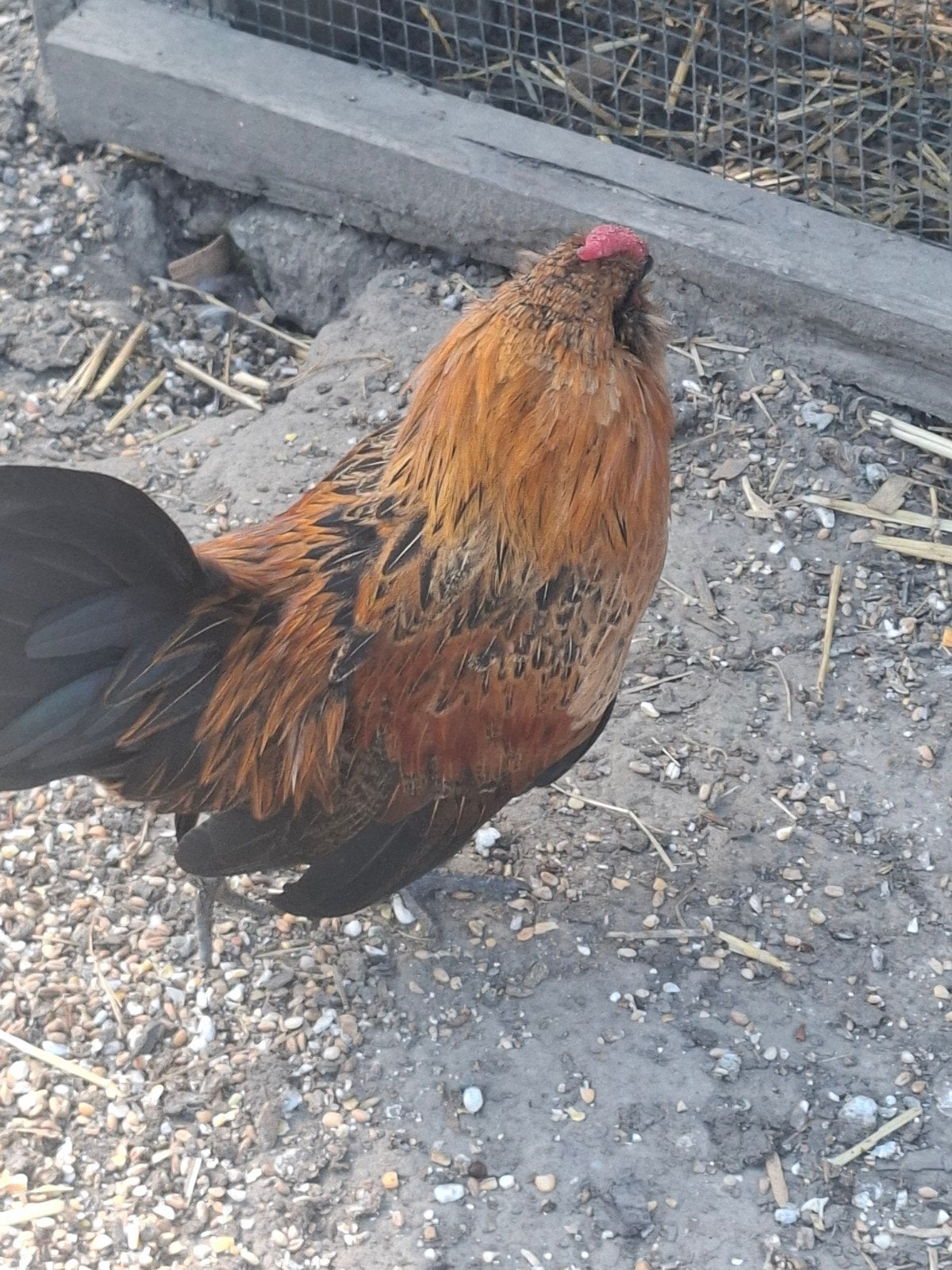 Antwerpse baardkriel, Dieren en Toebehoren, Pluimvee