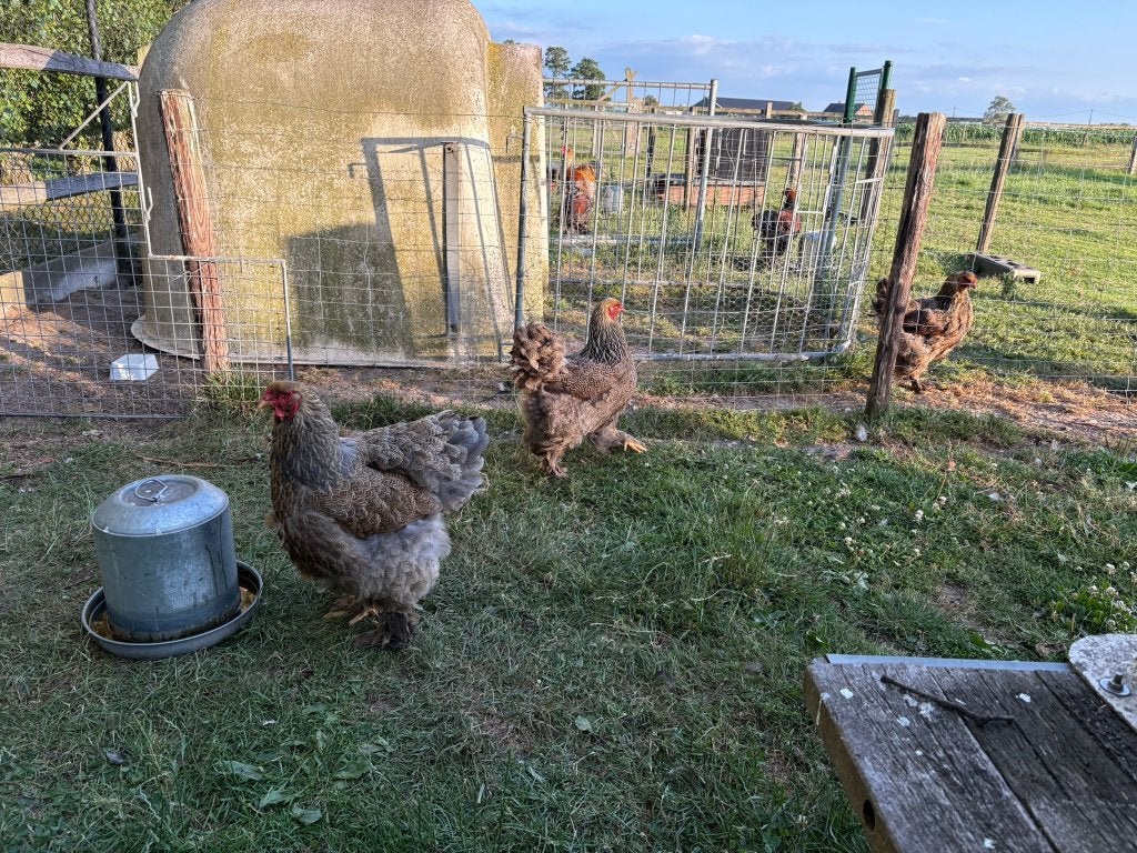 brahma blauwpatrijs foktoom, Meerdere dieren, Kip