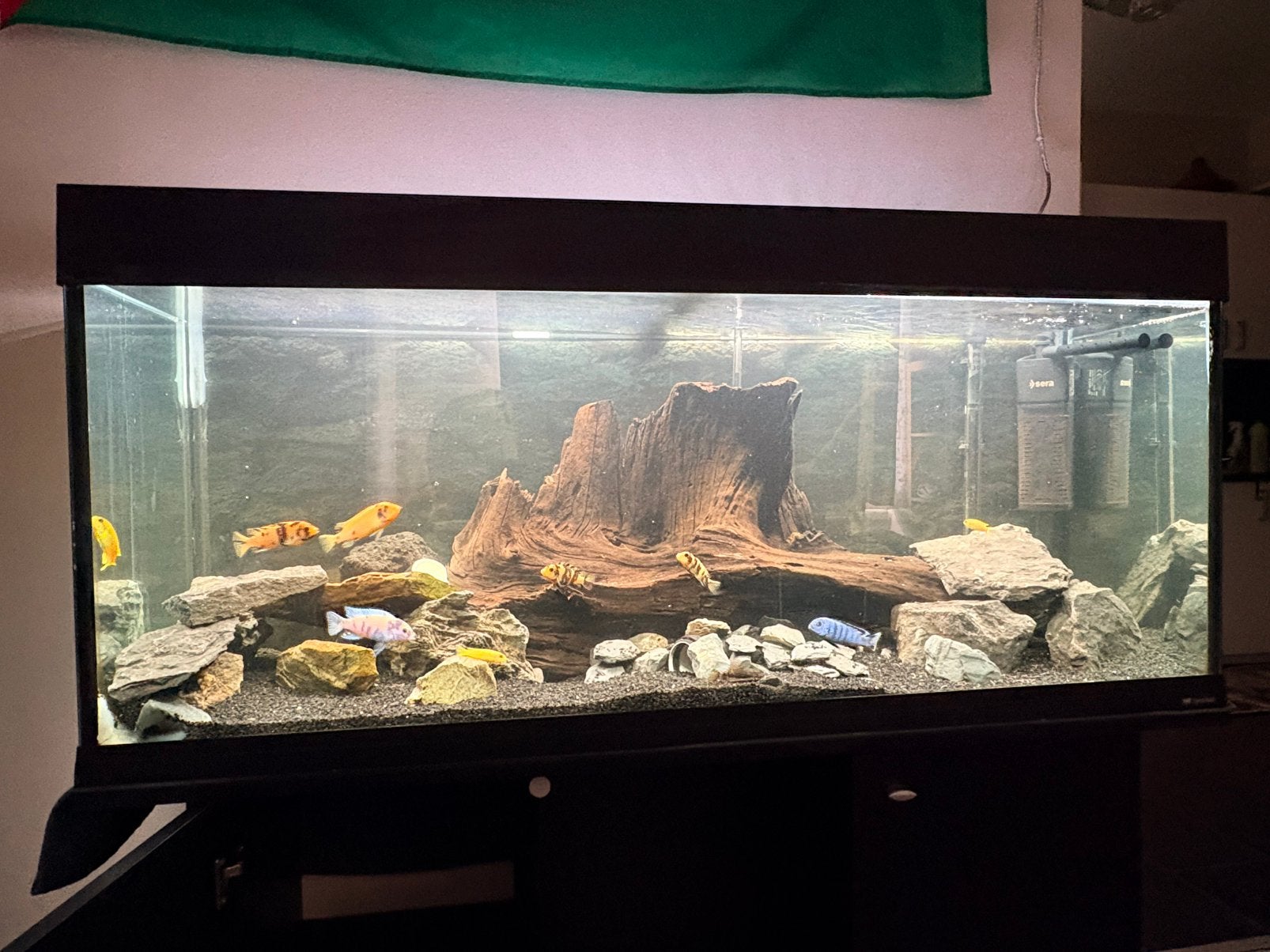 Grand bois décoratif pour aquarium, Enlèvement, Comme neuf