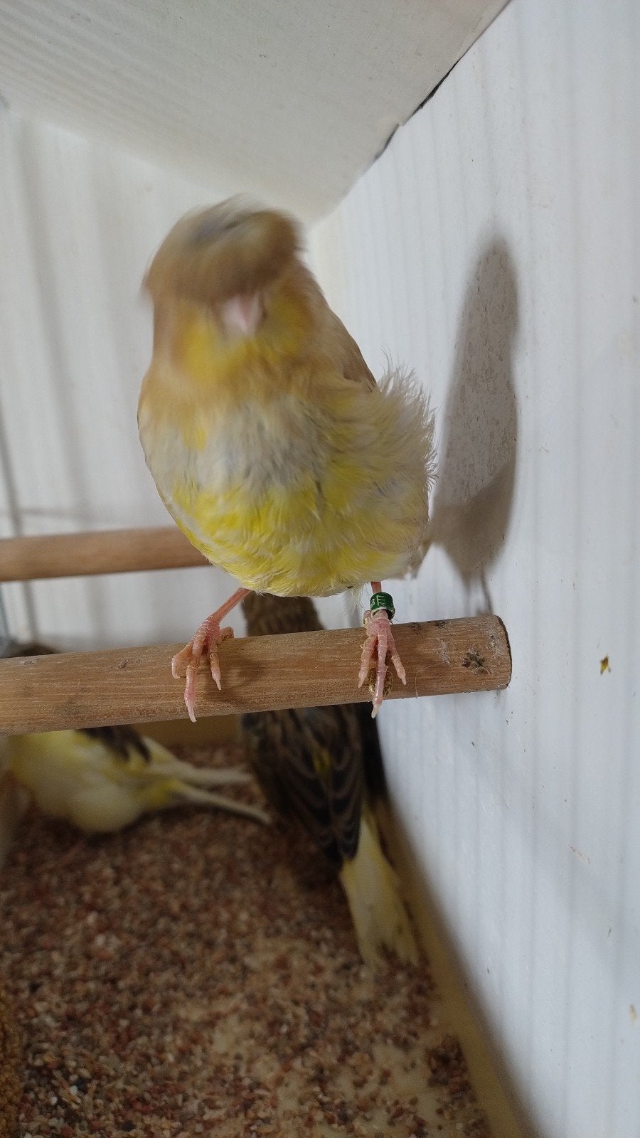 Gloster kanaries, Animaux & Accessoires, Oiseaux | Canaris