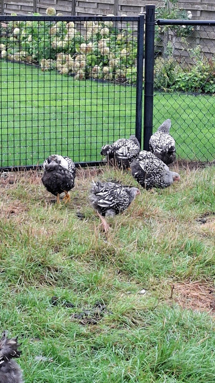 Wyandotte kippen, Femelle, Poule ou poulet