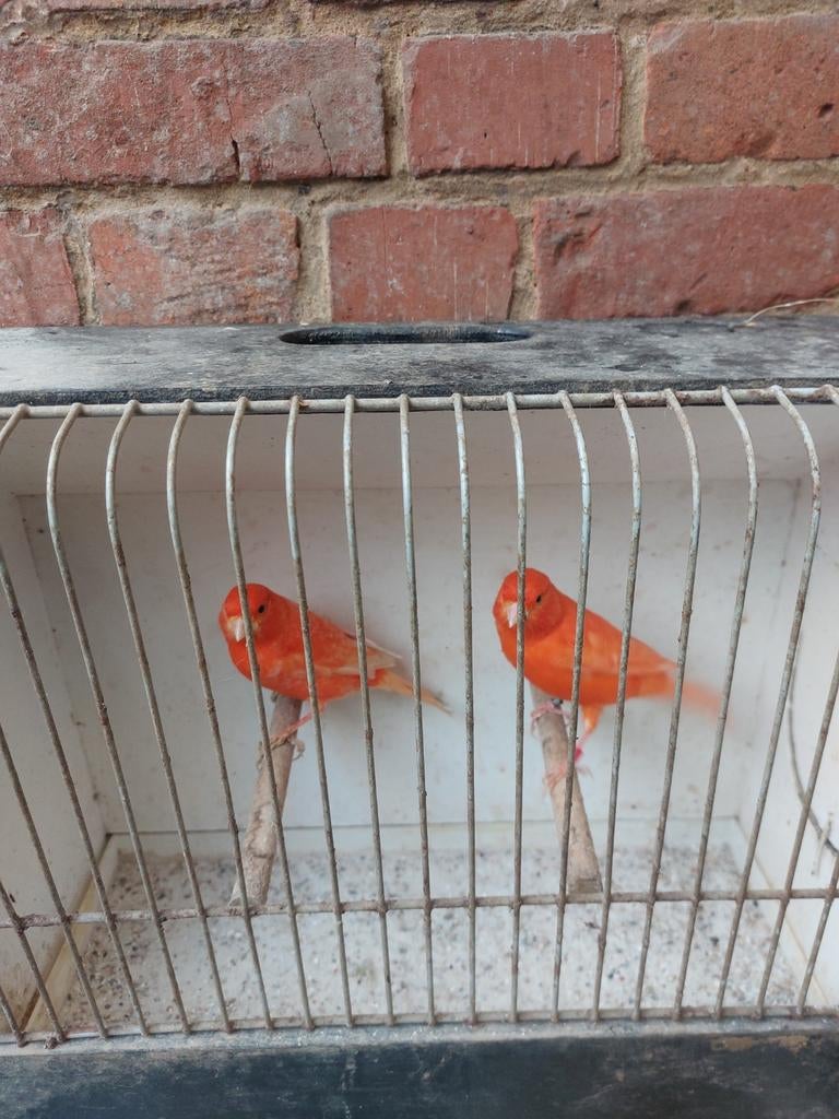 Kweekrijpe kanaries, Dieren en Toebehoren