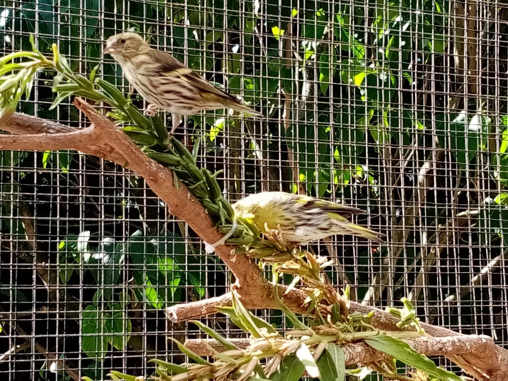 Gezocht Els sijs pop dringend, Vrouwelijk, Wildzangvogel, Geringd