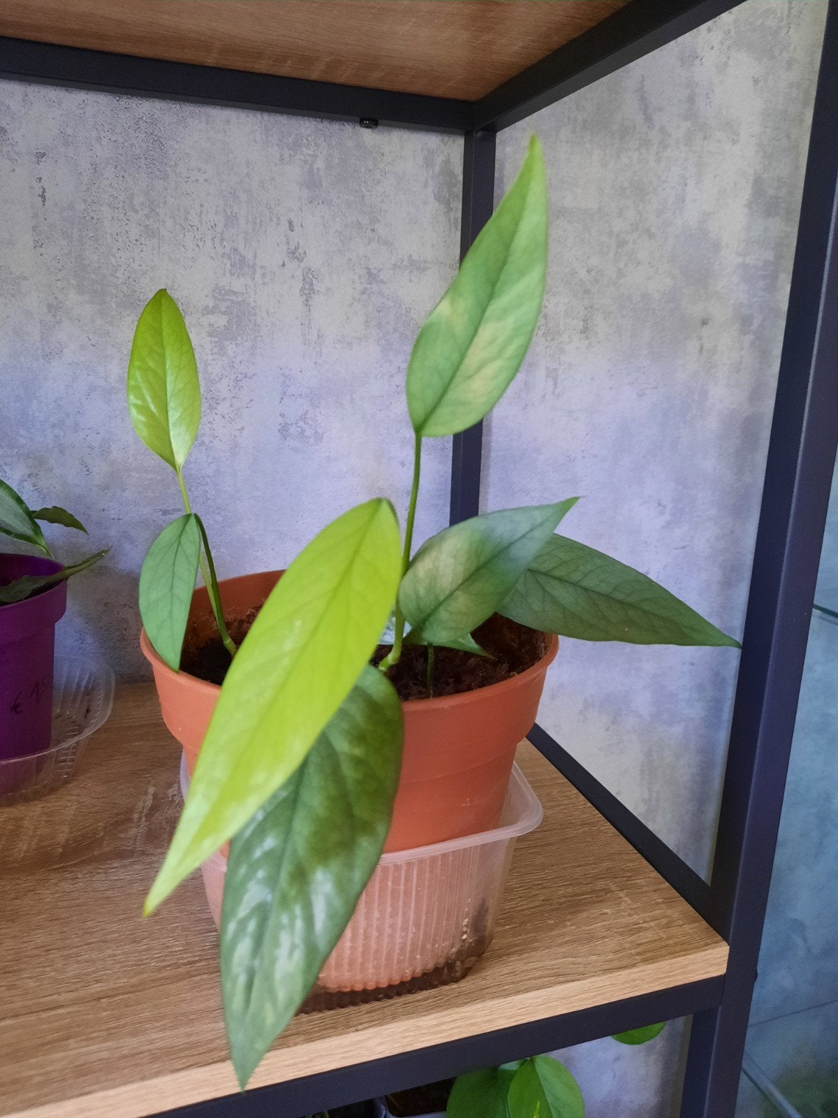 epipremnum cebu blue stekjes, Huis en Inrichting, Kamerplanten, Ophalen, Overige soorten, Halfschaduw, In pot