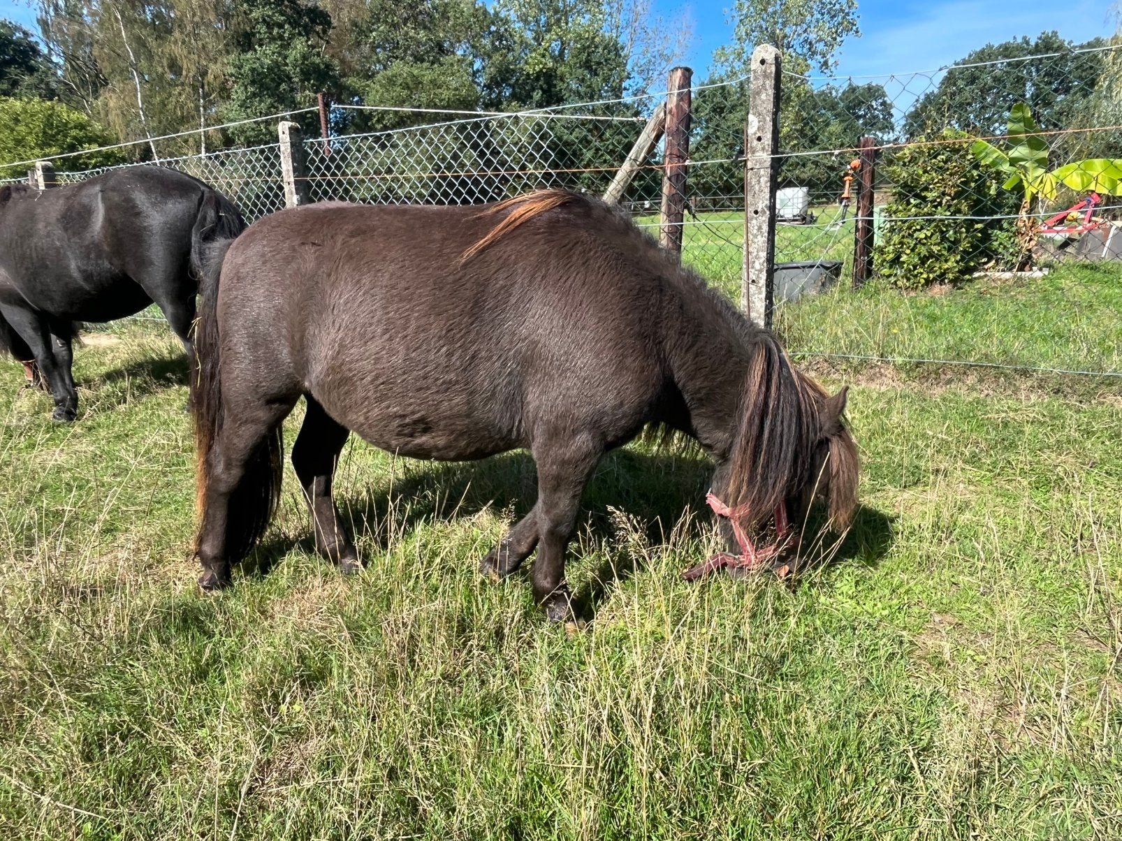 Pony