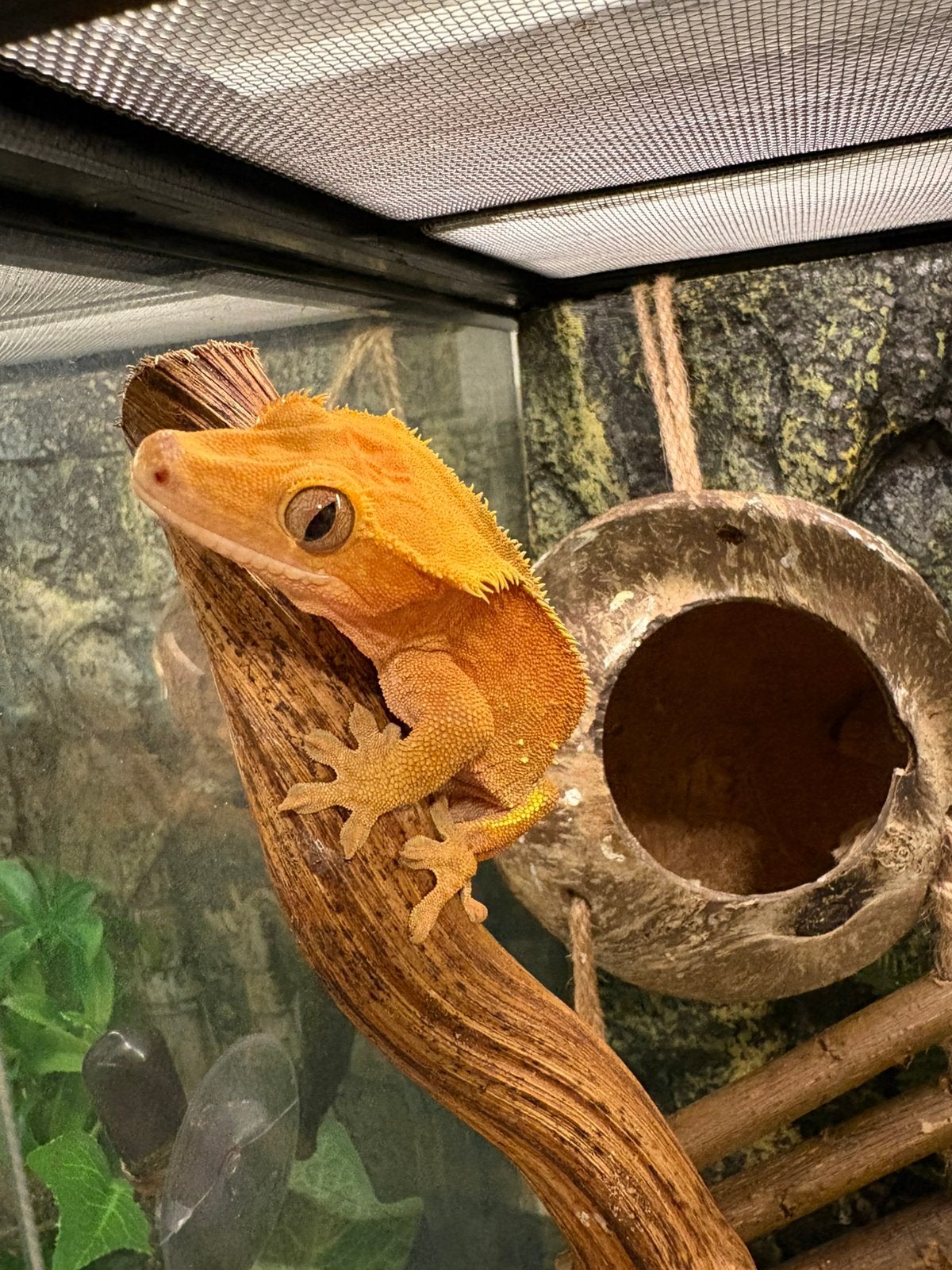 Wumpergekko man RTB, Dieren en Toebehoren