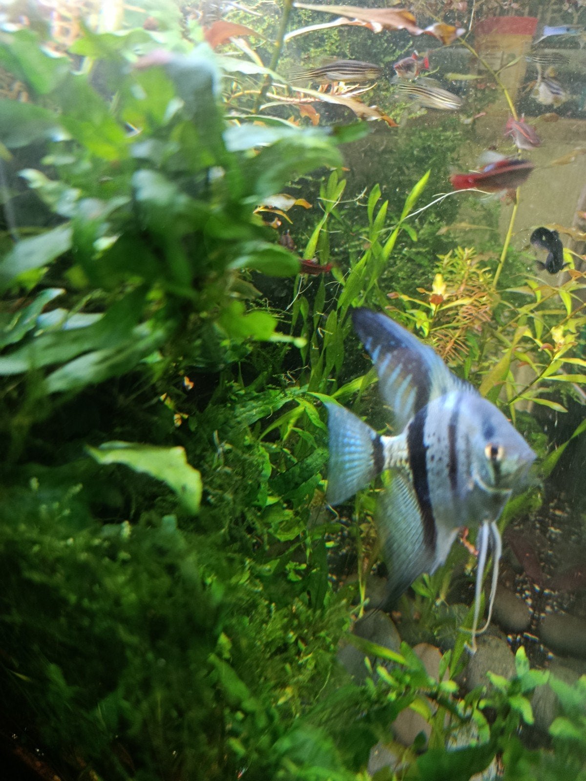 Diverse aquariumplanten, Dieren en Toebehoren, Vissen | Aquaria en Toebehoren, Ophalen, Plant(en), Steen of Hout