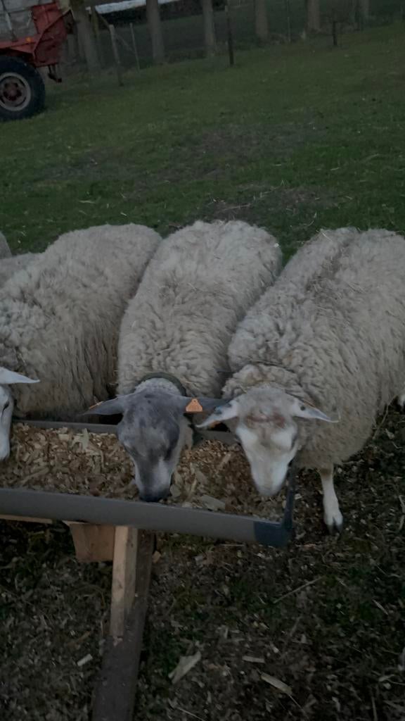 mouton