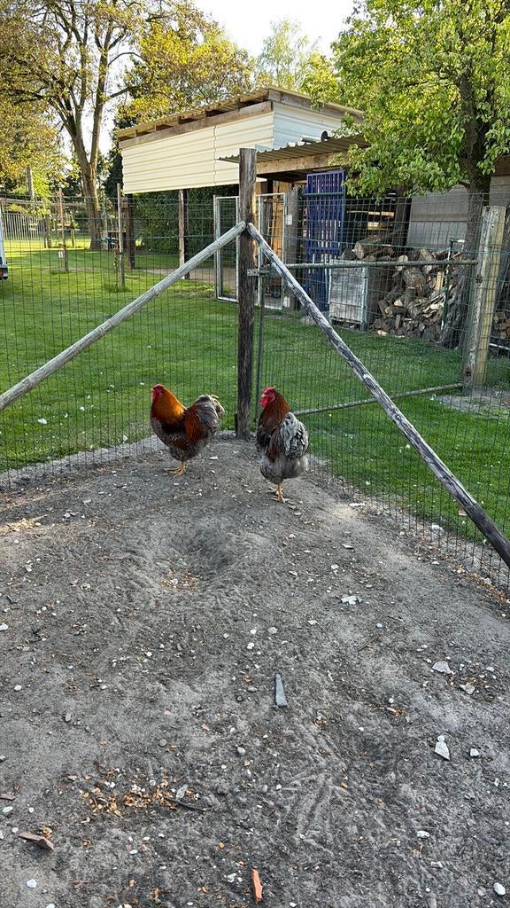(Hanen) Wyandotte, Dieren en Toebehoren, Mannelijk, Kip