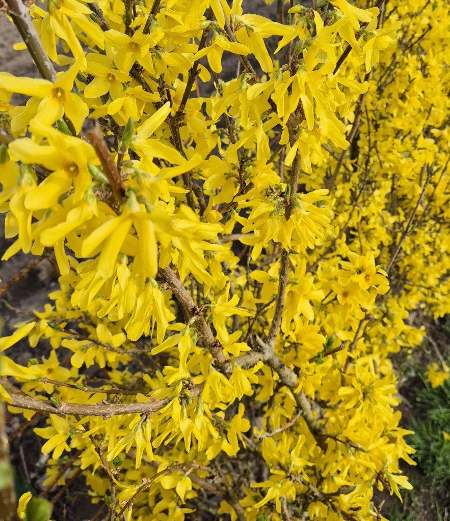 Forsythia (ceinture), Jardin & Terrasse, Enlèvement