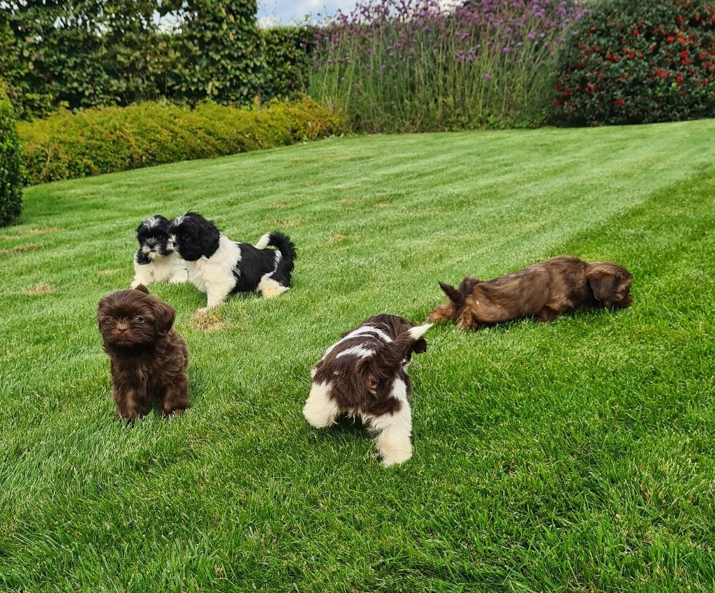 shih tzu pups, Dieren en Toebehoren, België, Overige rassen, CDV (hondenziekte), 8 tot 15 weken