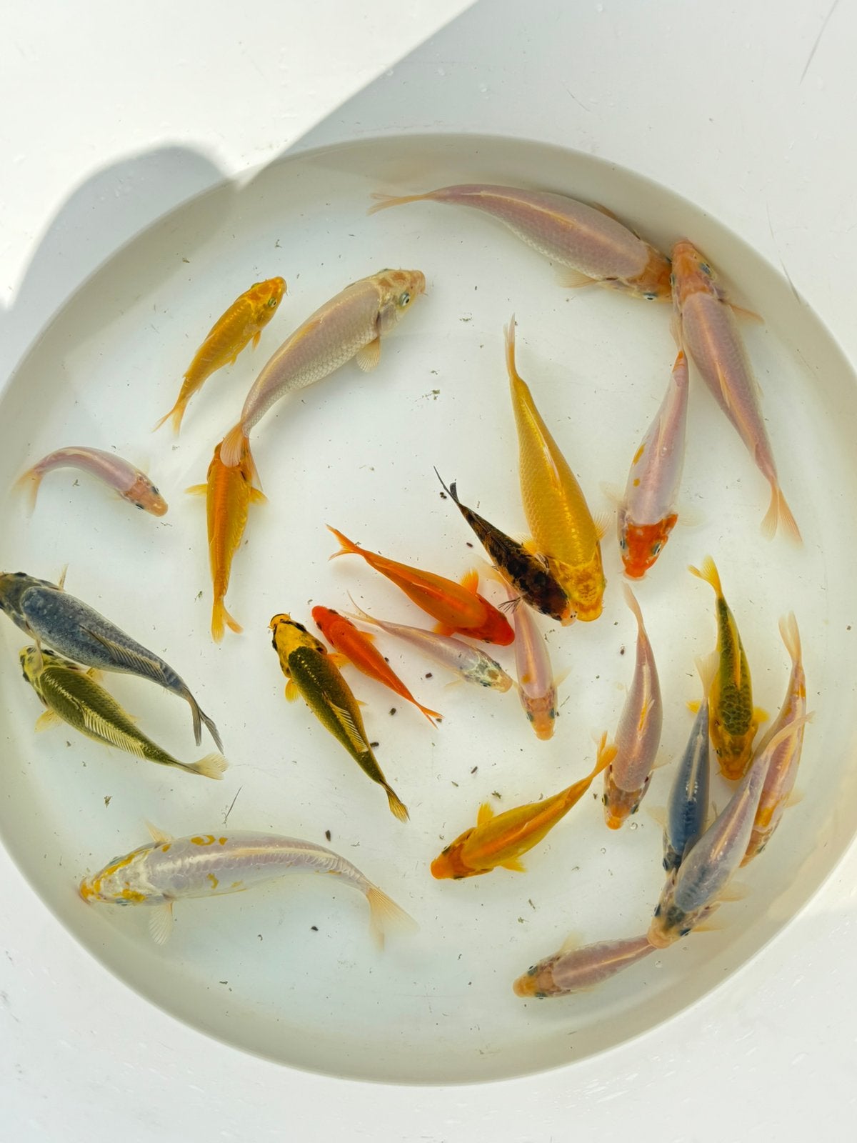 Eigen kweek koi tot 15 cm, Dieren en Toebehoren, Vissen | Vijvervissen, Karper of Koi
