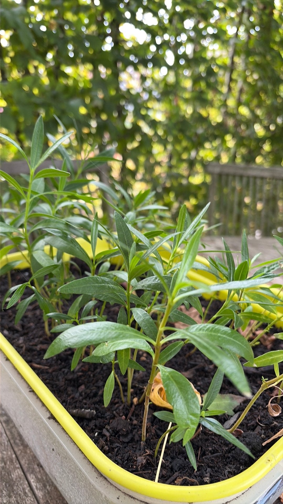 Oleander roze bloem, Tuin en Terras, Ophalen