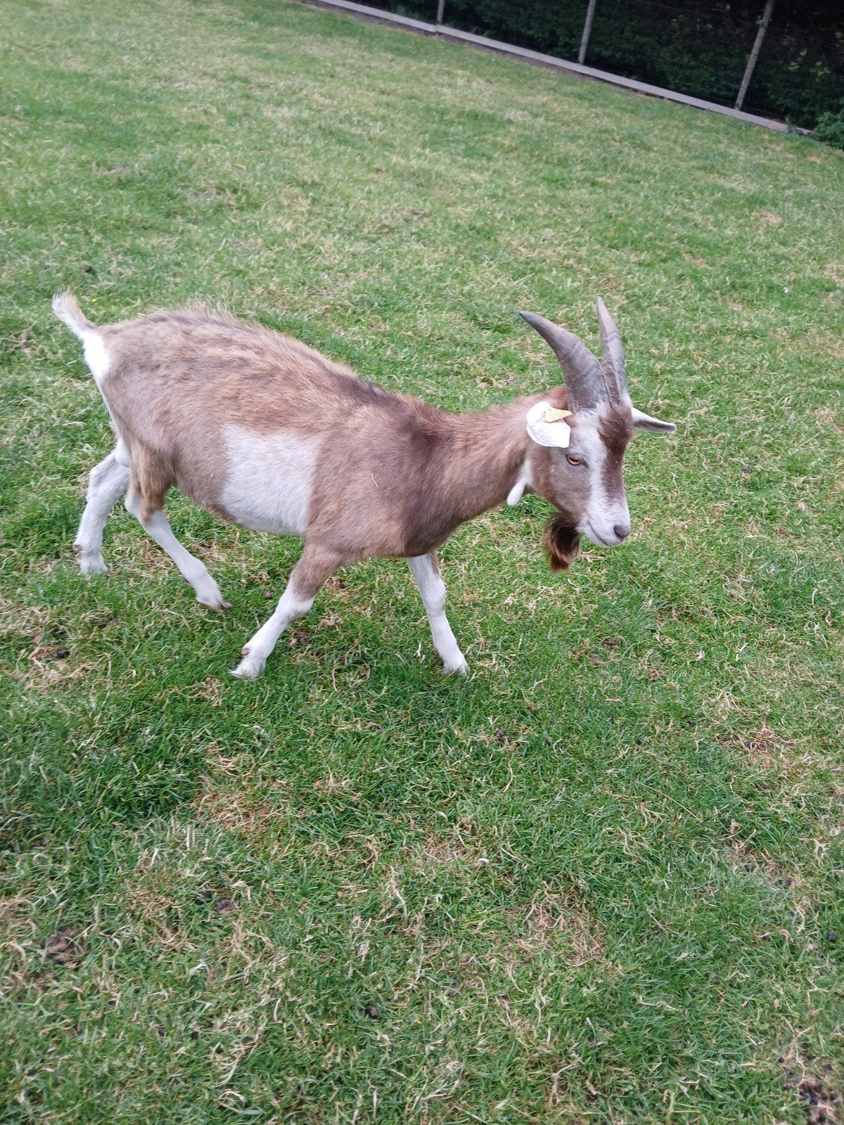 Bok, Dieren en Toebehoren